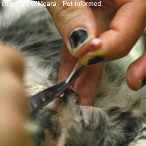 Clamping of the testicular blood vessel supply during feline early age neuter (desexing) surgery.