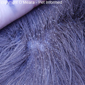 These lice pictures show hundreds of lice eggs (nits) in the fur of a horse with lice. 