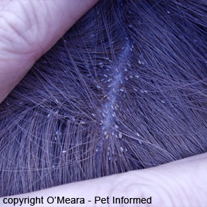 Lice pictures - Severe lice infestation in a horse (horse lice).