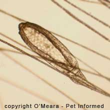 Lice pictures - This is the lice egg (nit) of the mouse louse, Polyplax serrata. It is the first stage of the lice life cycle.