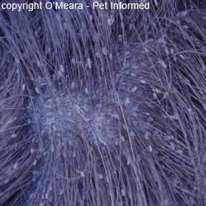 These lice pictures show hundreds of lice eggs (nits) in the fur of a horse with lice. 