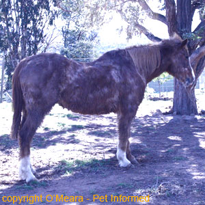 Horse lice pictures - This elderly horse has been rubbing itself on fences and trees in an attempt to remove its louse infestation. Much of its fur has been rubbed away.