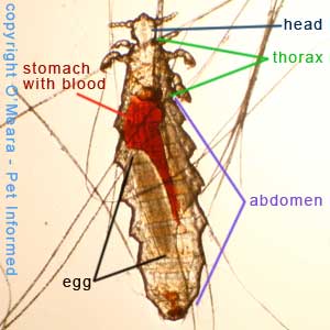 Lice pictures - This is an adult mouse louse. Her stomach is red because she sucks the blood of her host to survive.