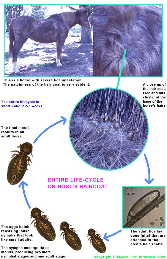 This is the lice life cycle diagram of Damalinia equi - the horse biting louse. This louse life cycle drawing would also apply to a wide range of other lice types, including human lice.