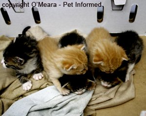 A lovely litter of 3-week-old kittens: four boys and one girl.