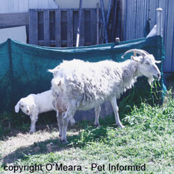 Feral dogs pose a huge risk to livestock in Australia. Shooting and baiting programs to control feral dog populations are ongoing in outback Australia.