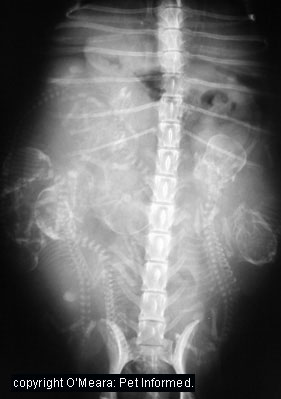 This is a radiograph (xray) of a pregnant dog with all of her puppies inside. See the little tiny skeletons. You can imagine how much energy and nutrition is being drained from the bitch in feeding this lot!