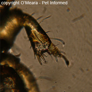 Lice pictures - The leg of the horse louse (horse lice), Damalinia.