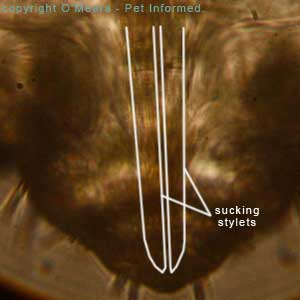 Louse photo - The mouth parts of the sucking louse.