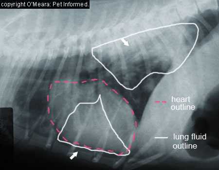 This is the same radiograph of a dog with pneumonia - I have labeled the affected areas to make the image easier to follow.