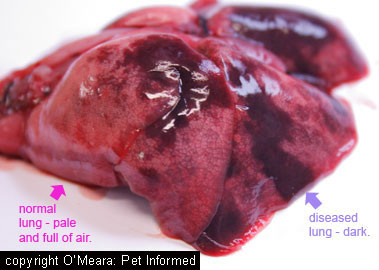 These are the lungs of a very small puppy that died of pneumonia. There is clear demarcation between healthy, pale air-filled lung and the darker diseased lung patches. Such a sample could be sent off to test for canine distemper virus. 