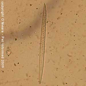 Faecal float parasite pictures - cat lungworm larvae.