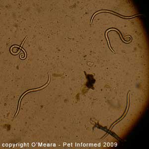Fecal float parasite pictures - cat lungworm larvae.