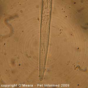 Fecal float parasite pictures - feline lungworm head.