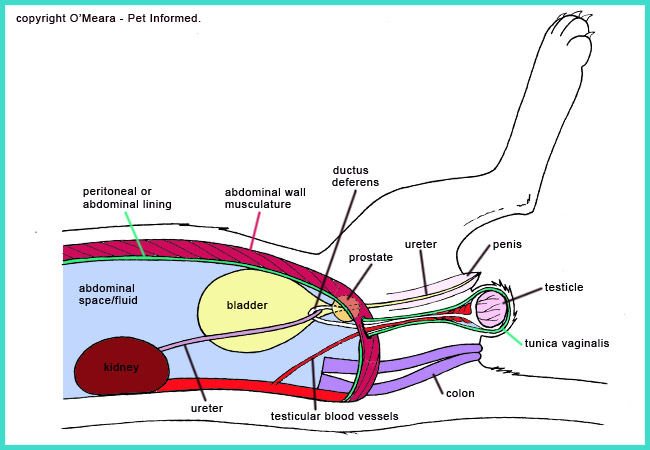 A diagram of the reproductive anatomy of an entire male cat (tomcat). You need to know this in order to neuter a male feline.