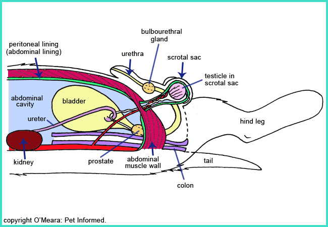 A diagram of the reproductive anatomy of an entire male dog. You need to know this in order to neuter a male canine.