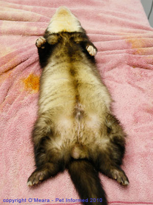 Ferret sexing images - a male ferret has a penis in the middle of its belly and testicles beneath its anus. Ferret sexing images - a male ferret has a penis in the middle of its belly and testicles beneath its anus.