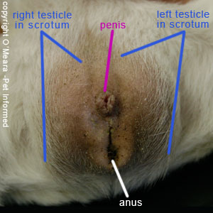 Guinea pig gender pictures - These are photos of the genitals of a male guinea pig. The lateral positioning of the enormous guinea pig testicles makes the entire genital and anal region of the male guinea pig appear to bulge outwards.