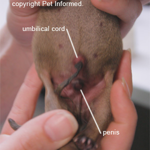 Male puppy sexing - male pups have a penis in the middle of their belly just behind their umbilicus.