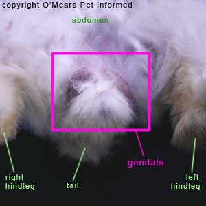 Sexing rabbits picture - The genital region of a male rabbit. The rabbit's genital region is clearly evident and outlined with a pink box.