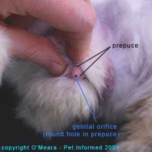 Sexing rabbits - The prepuce (penis sheath) of the male rabbit is raised and pointed and contains a round hole in the tip.