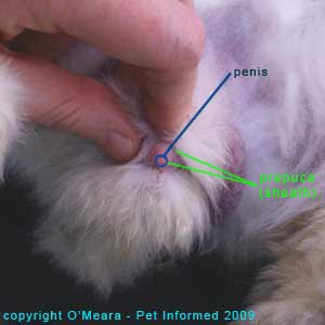 Sexing rabbits - The tip of the male rabbit's penis is coming out through the penis sheath.