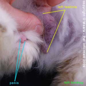 Sexing rabbits picture - The groin region is where the testicle of the male rabbit likes to hang. The rabbit's penis is also visible in this image.