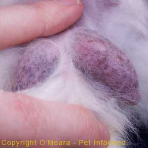 Sexing rabbits pic - Close-up photo of a male rabbit's scrotal sacs. These individual scrotal sacs are generally hairless (or only very thinly-furred), pendulous, purplish-coloured and very easy to spot.