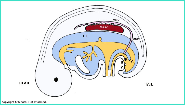 The second embryonic kidney is called the mesonephron. It is vital to testis development and formation in the early embryo.