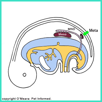 The mesonephron kidney shrinks in size (starts to regress and atrophy) and the third kidney (the metanephron) starts to grow and develop.