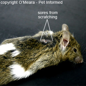 Pictures of lice in mice - The photos of this mouse illustrate the severe scratching and self-trauma that can occur as a result of lice infestation.