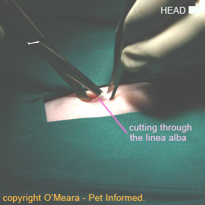 Cat spaying procedure picture - The abdominal wall is incised along its midline, by cutting along the linea alba (white line).