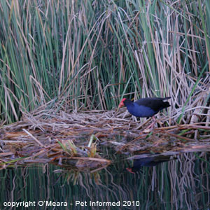 Sexing birds photos - the male purple swamphen has a larger facial shield.