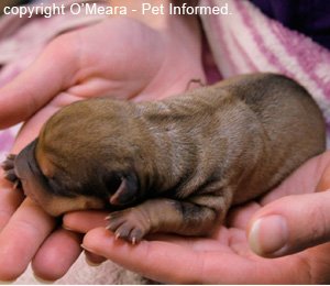 A newborn puppy.