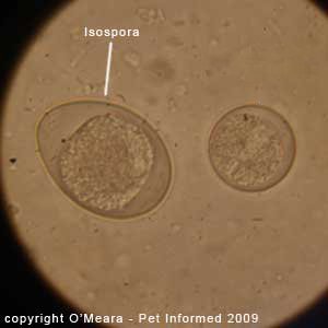 Fecal float parasite pictures - several types of coccidia in cats.