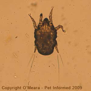 Ear mites in dogs - Otodectes cynotis nymph (adult male?).
