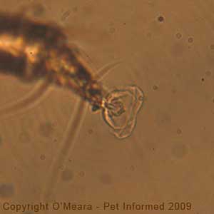 Ear mites in cats - the foot of the cat ear mite (Otodectes cynotis).