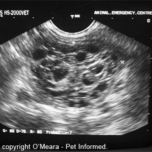 Ovarian cancer in a dog - ultrasound image. This can be prevented by dog spaying surgery.