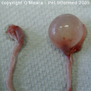 Female cats in heat - a large ovarian follicle about to ovulate.