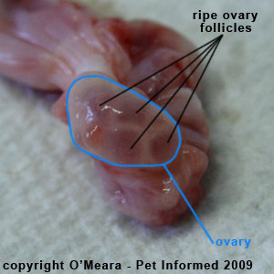 Female cat in heat - ripe ovarian follicles on an ovary.