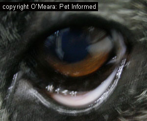 Examining the conjunctiva (which is normally pink) is a useful way of assessing the mucous membrane (gum) colour of an animal with very black, darkly pigmented gums.