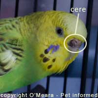 This is a sexing parakeets photo showing the location of the cere.