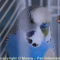 Parakeet Sexing Pictures - A lovely blue-nosed boy.