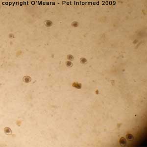Fecal float parasite pictures - fecal float images of coccidiosis in kittens.