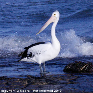 The male pelican is larger than the female. The sexes are otherwise almost identical in appearance.