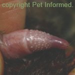 Keratinised spines or spikes located on the head of a male cat's penis