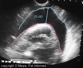 Ultrasound images of a pericardial (heart sac) bleed in an animal that consumed rodenticide poison bait.