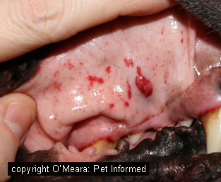 A dog with severe petechiation and bruising of the gums. This dog actually had a platelet deficiency (thrombocytopenia or ITP), but could easily have been a rodenticide case.