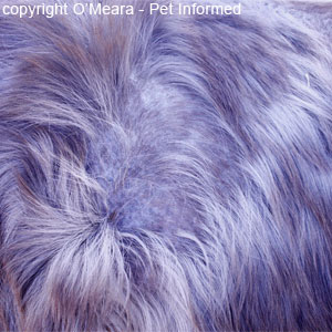 Horse louse pictures - The horse's coat is coarse and rough and of poor quality and bears many patches of thinly-haired to hairless bald spots, where the horse has broken the hairs scratching and rubbing itself up against trees and fences to relieve the lice. 