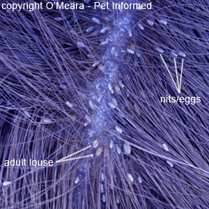 Lice picture - Severe lice infestation in a horse (equine louse).